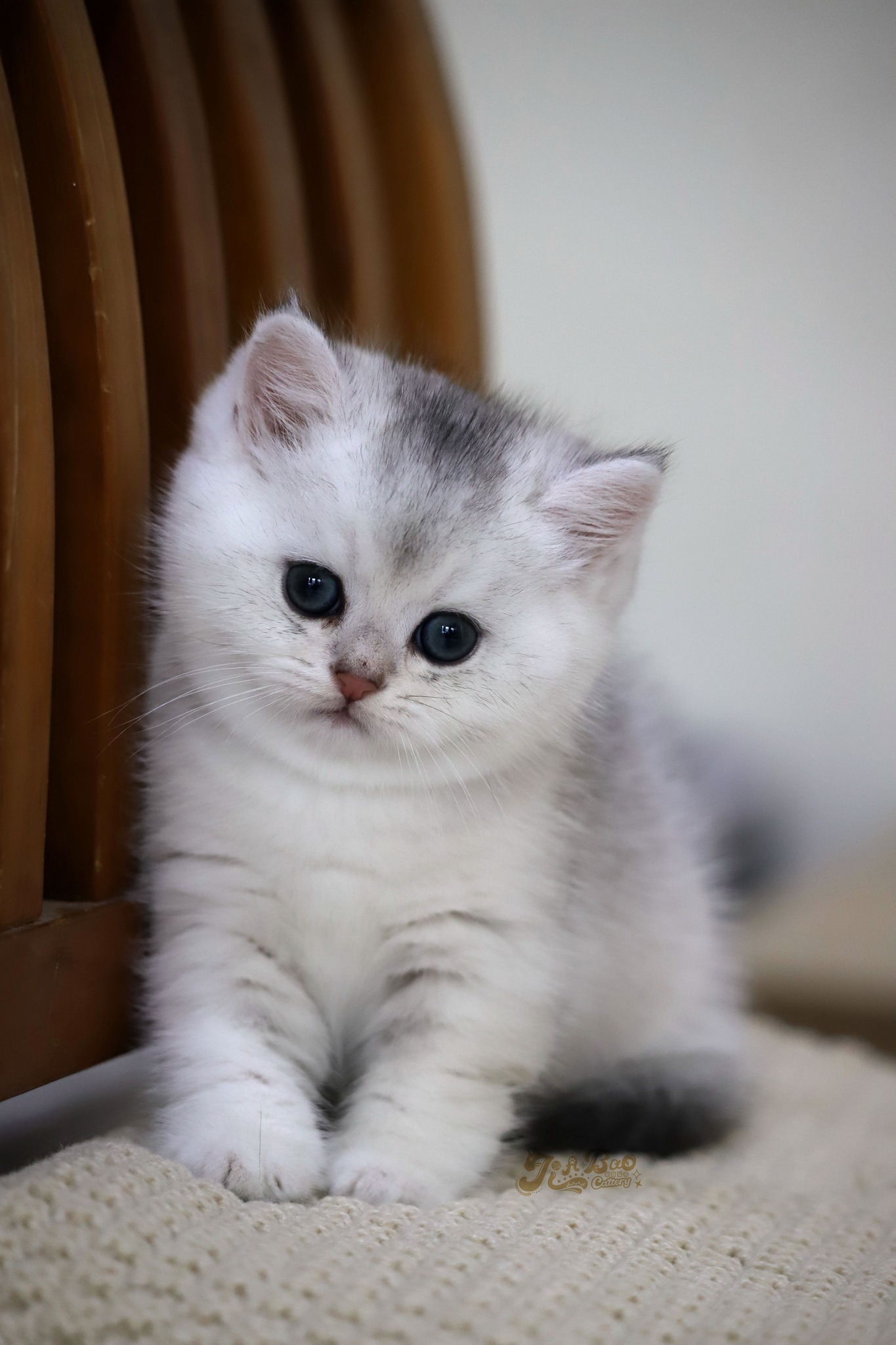 家寶寵物／銀漸層英國短毛貓