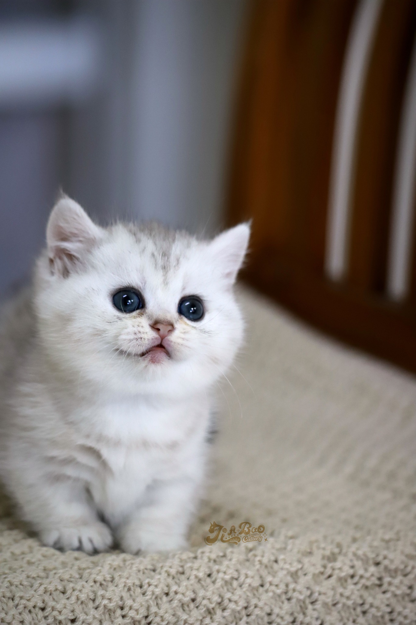 家寶寵物／銀漸層曼赤肯