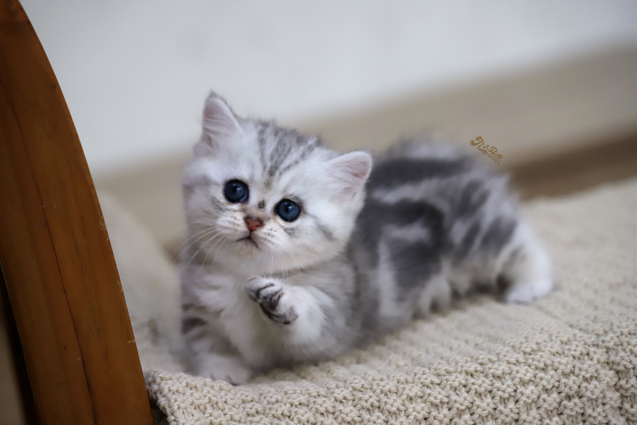 家寶寵物／銀虎斑曼赤肯