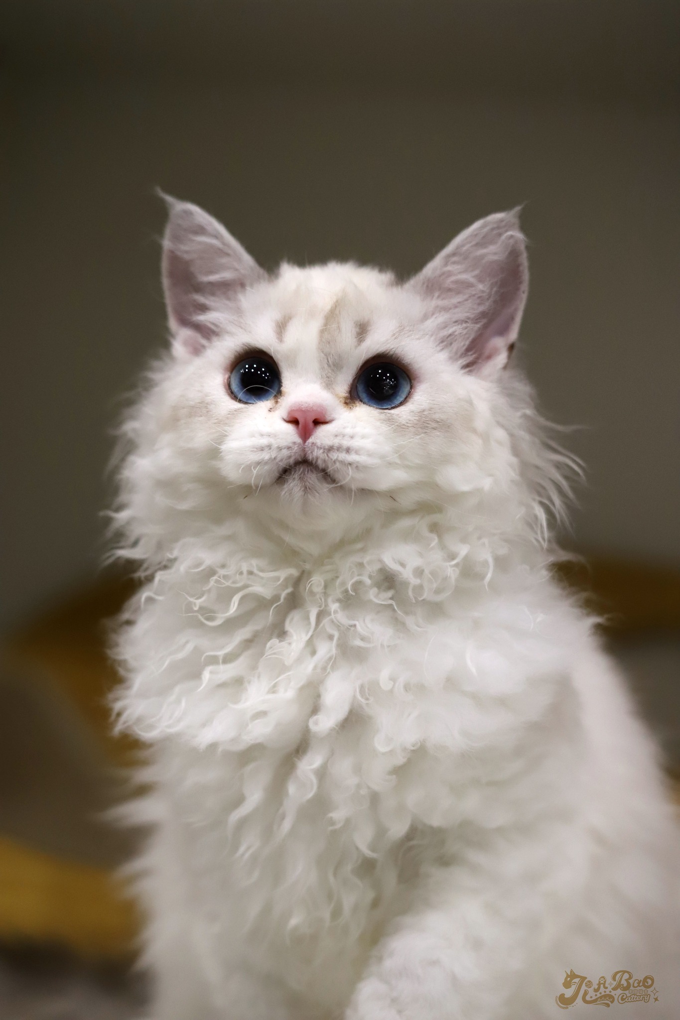 家寶寵物／藍山貓賽爾凱克捲毛貓