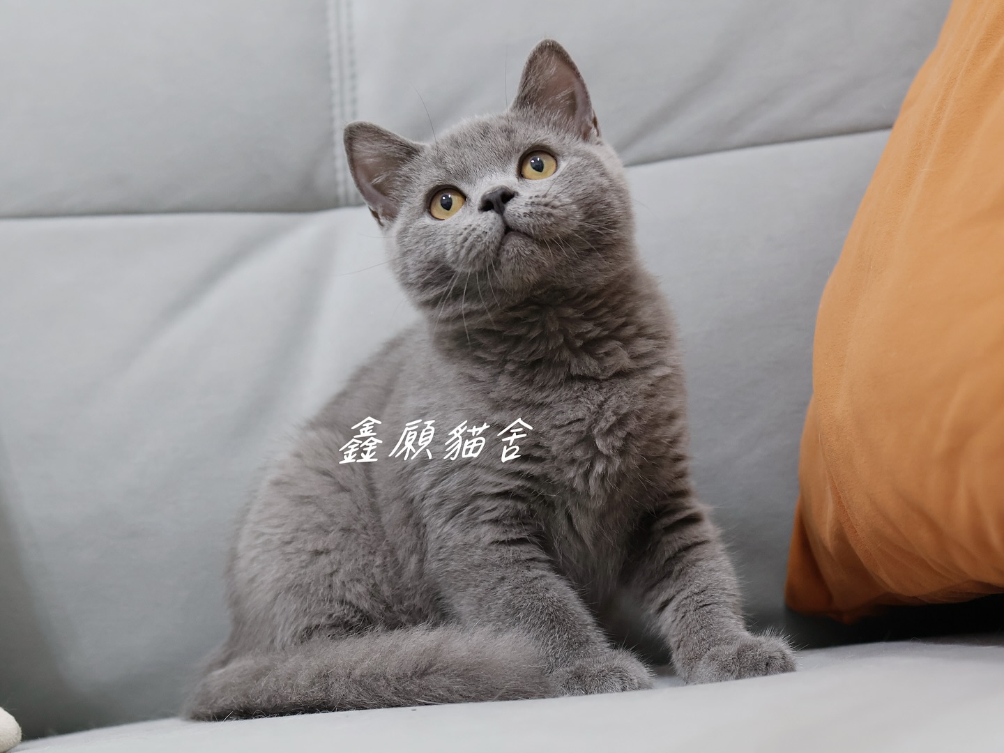 鑫願貓舍／藍色英國短毛貓