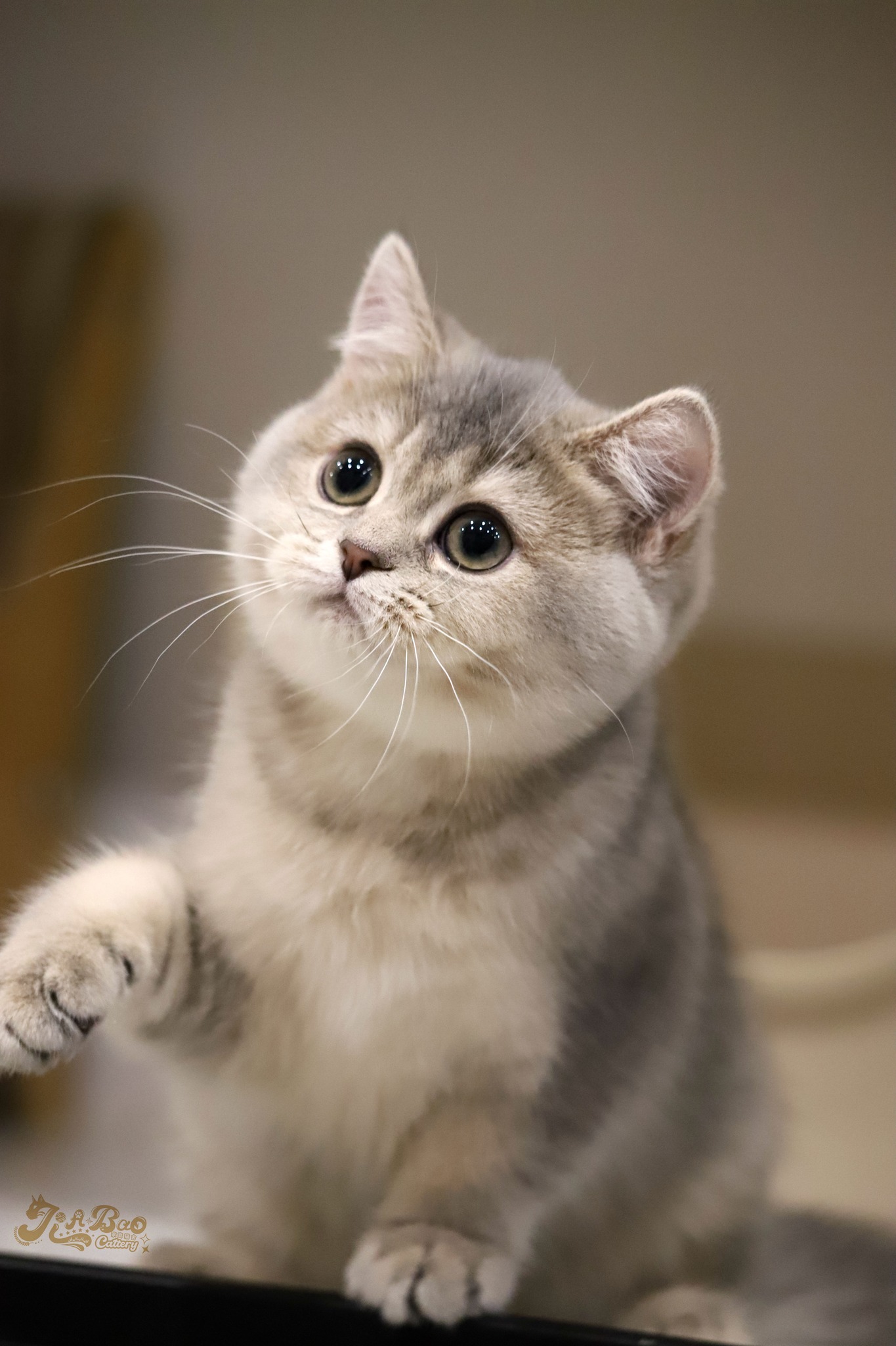 家寶寵物／藍金漸層英國短毛貓