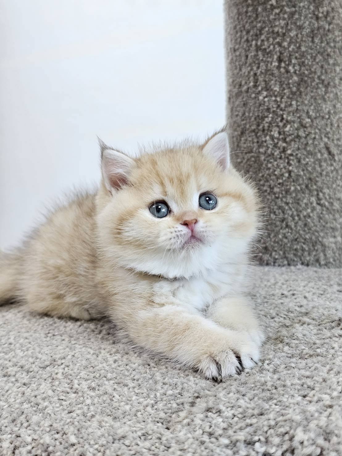 米琪蘇貓舍／黑金漸層虎斑英國短毛貓