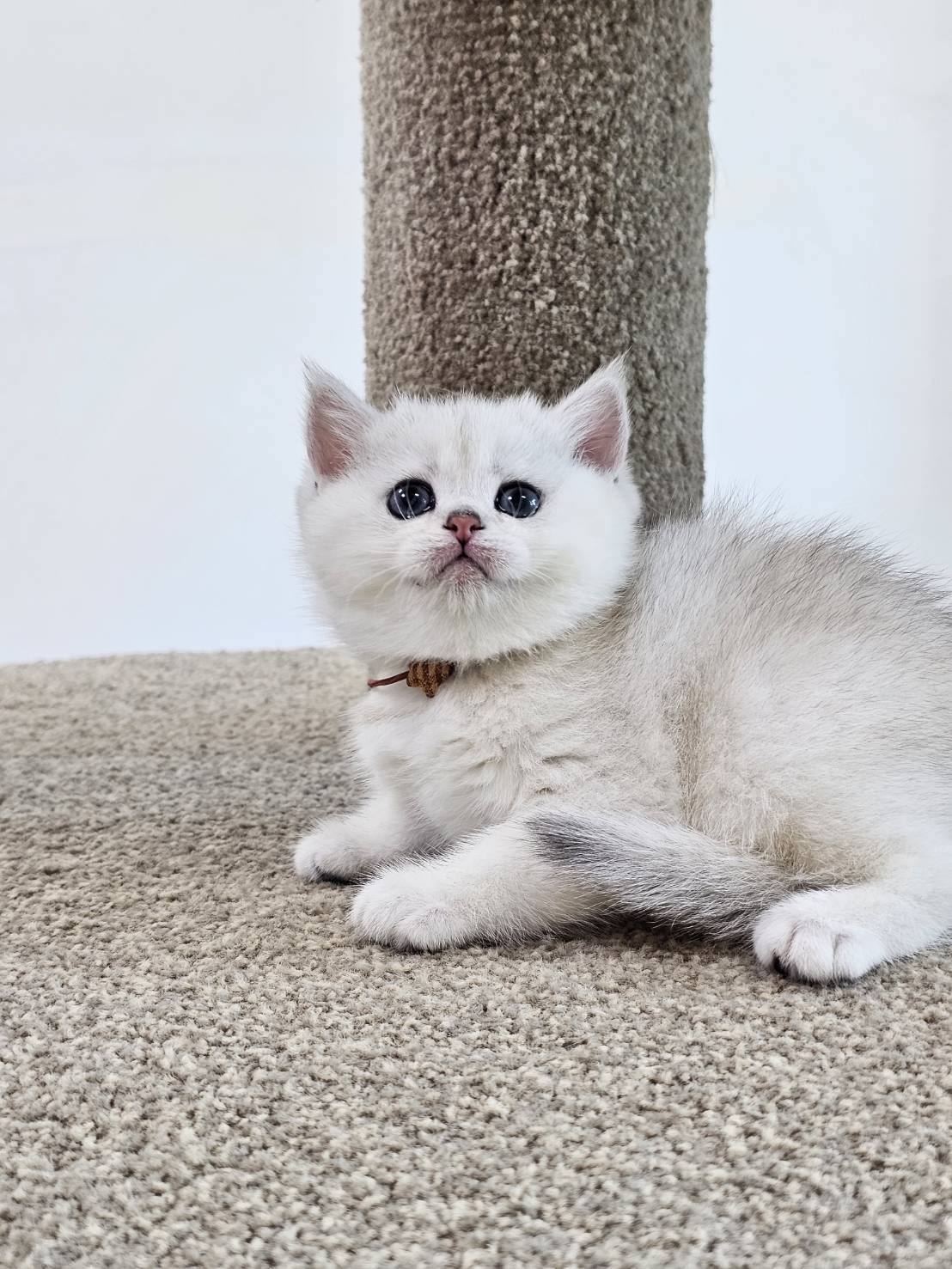 米琪蘇貓舍／銀漸層英國短毛貓