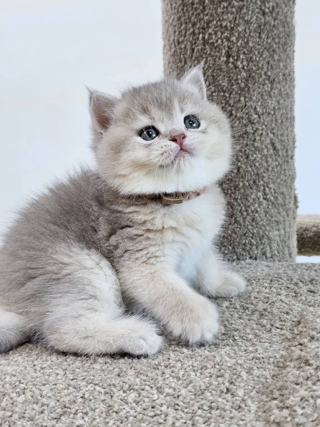 米琪蘇貓舍／藍金漸層英國長毛貓