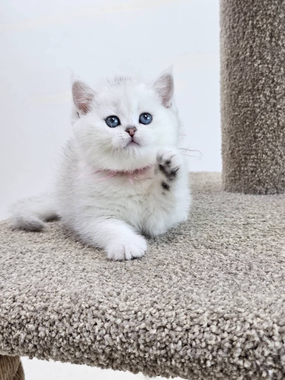 米琪蘇貓舍／銀漸層英國短毛貓