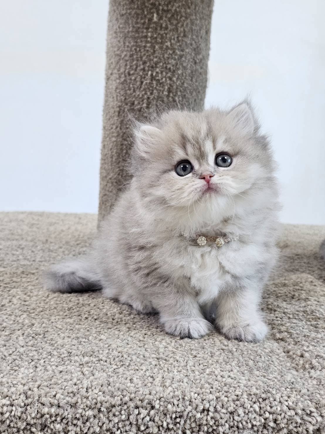 米琪蘇貓舍／藍金漸層英國長毛貓