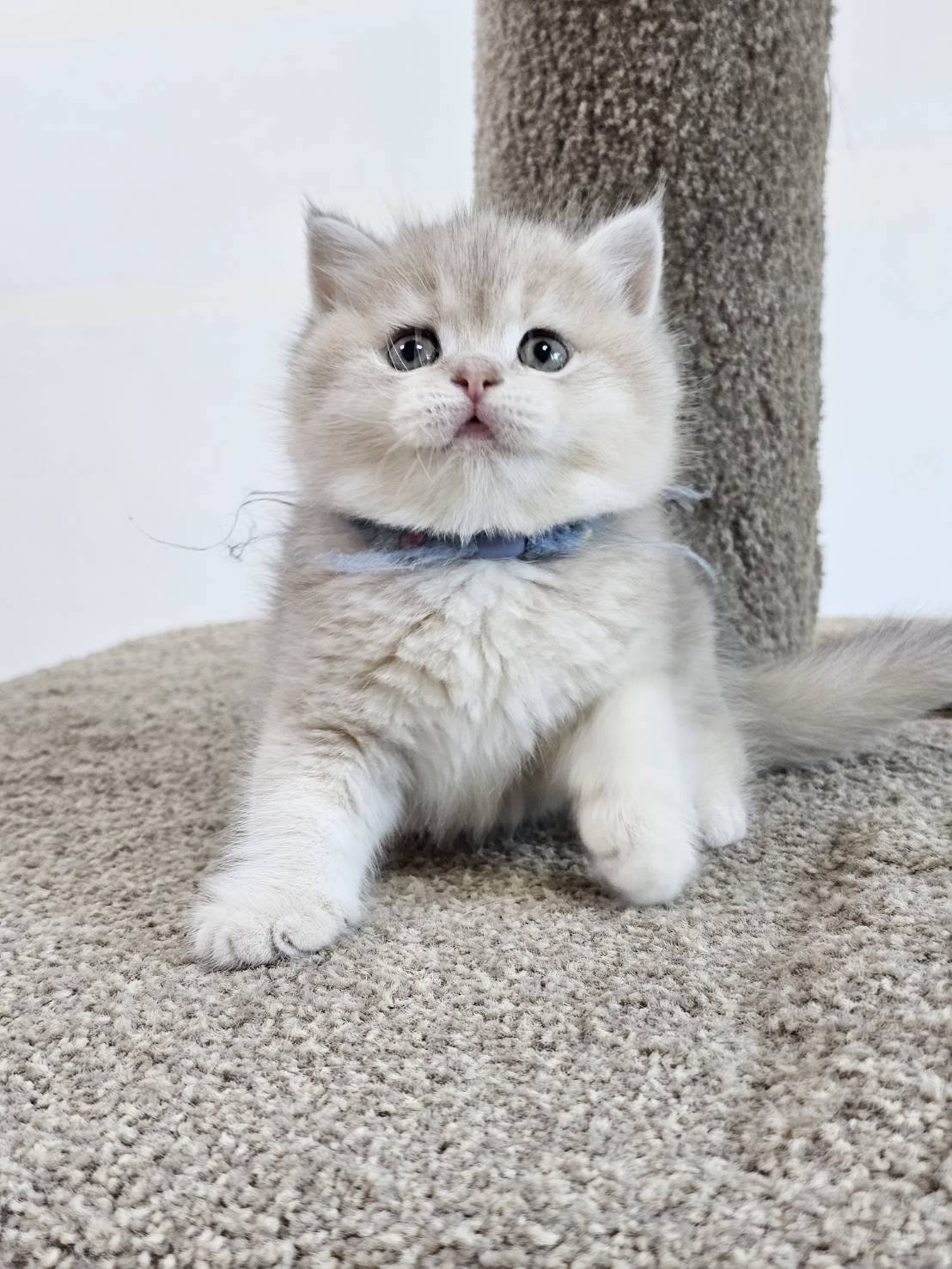 米琪蘇貓舍／藍金漸層英國長毛貓