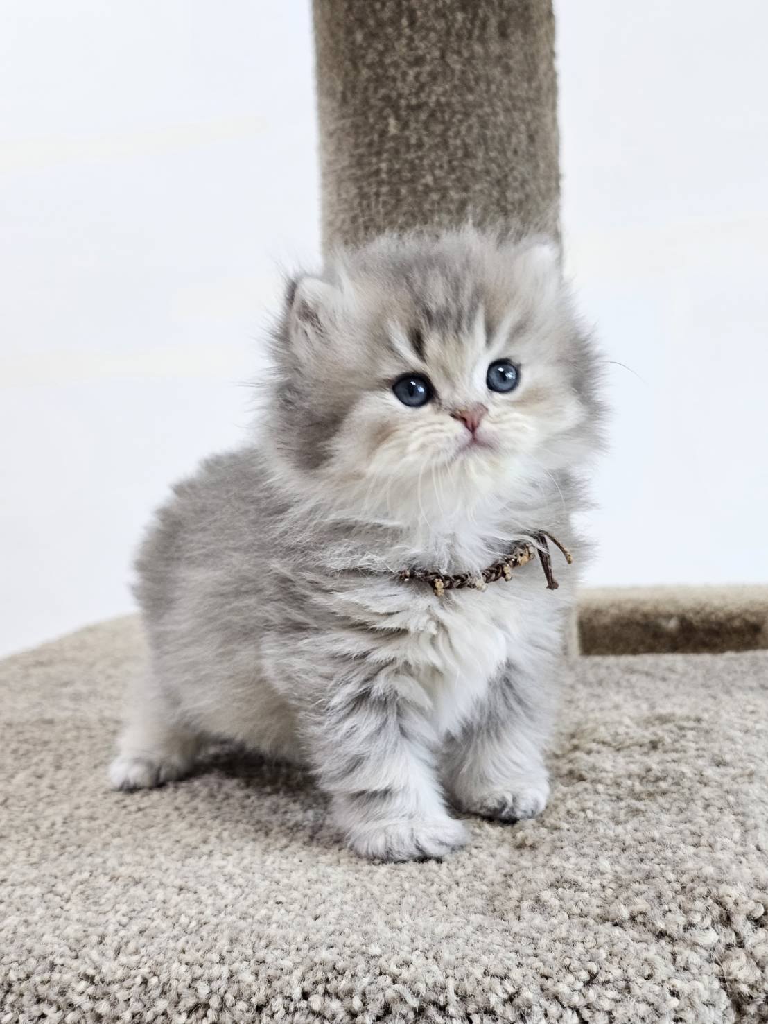 米琪蘇貓舍／藍金漸層英國長毛貓