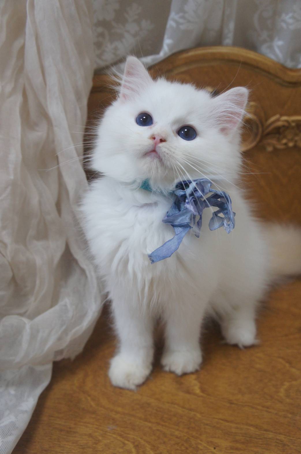 蘋果樹下的布偶貓／奶油色布偶貓