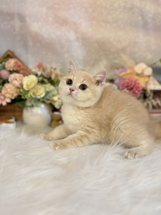 星光貓舍／奶油色英國短毛貓