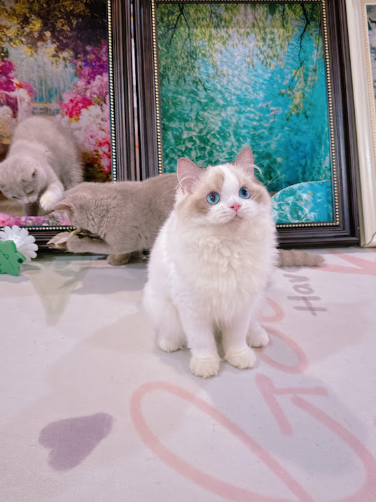 星光貓舍／藍雙色布偶貓