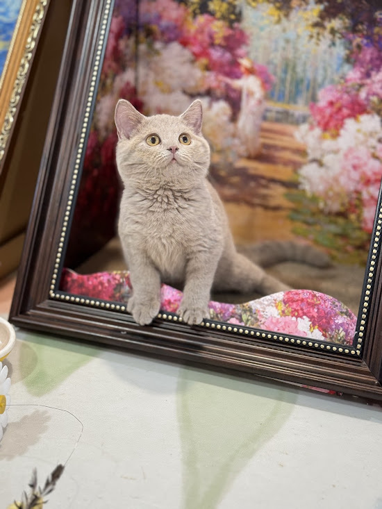 星光貓舍／紫丁英國短毛貓