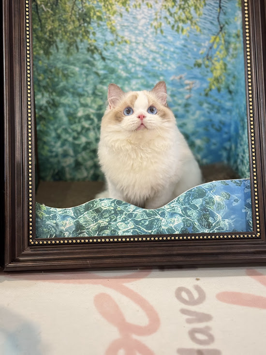 星光貓舍／藍雙色布偶貓