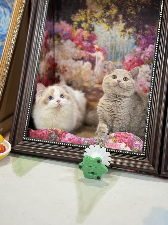 星光貓舍／藍雙色布偶貓&紫丁英國短毛貓