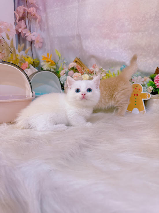 星光貓舍／奶端重點色曼赤肯