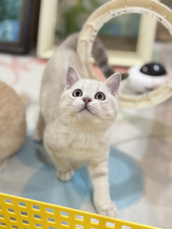 星光貓舍／紫羅蘭水貂英國短毛貓