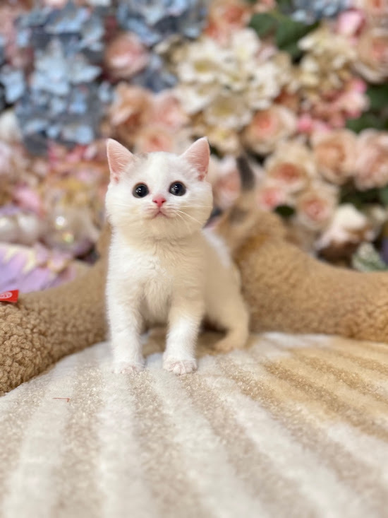 星光貓舍／三花梵色英國長毛貓