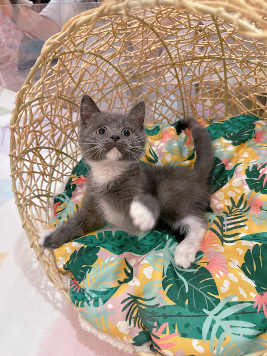 星光貓舍／藍白英國短毛貓