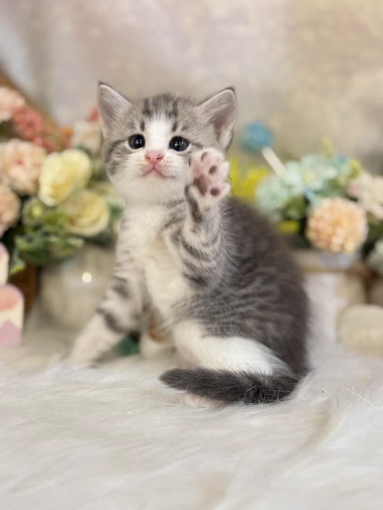 星光貓舍／銀虎斑白賓士英國短毛貓