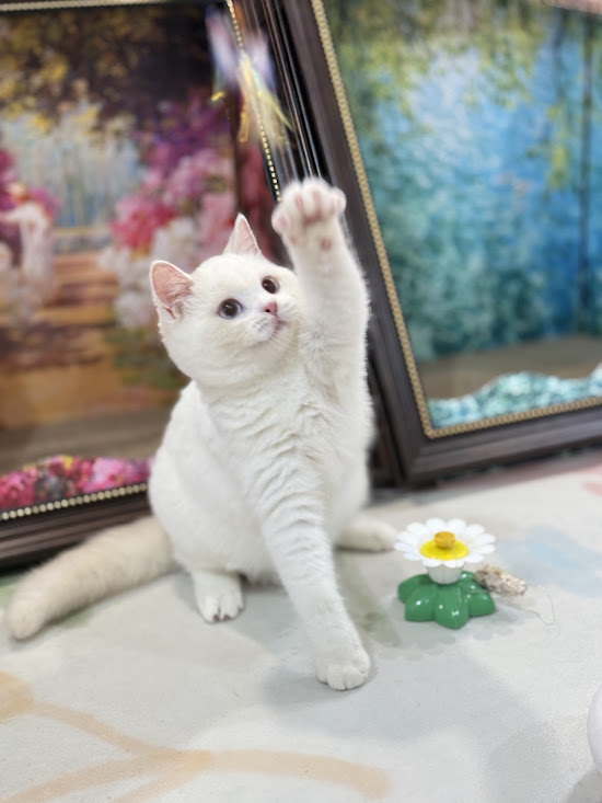 星光貓舍／巧克力金點英國短毛貓