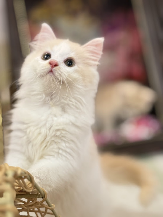星光貓舍／奶油梵色英國長毛貓