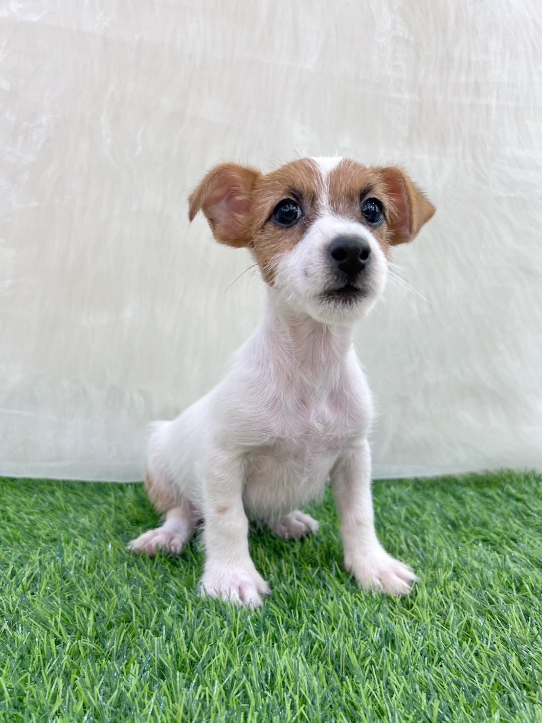 中圓寵物家族／傑克羅素梗