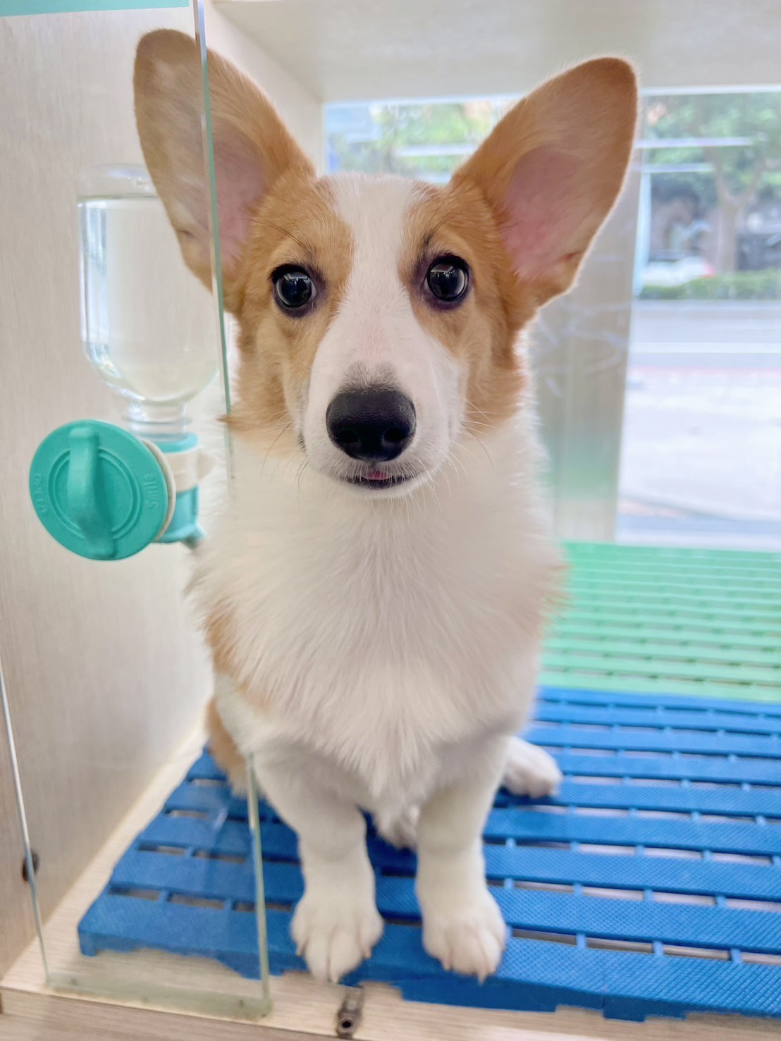 中圓寵物家族／雙色柯基犬