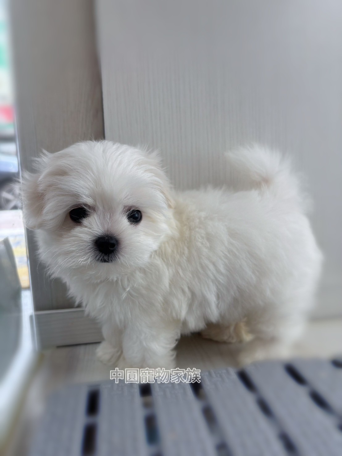 中圓寵物家族／瑪爾濟斯