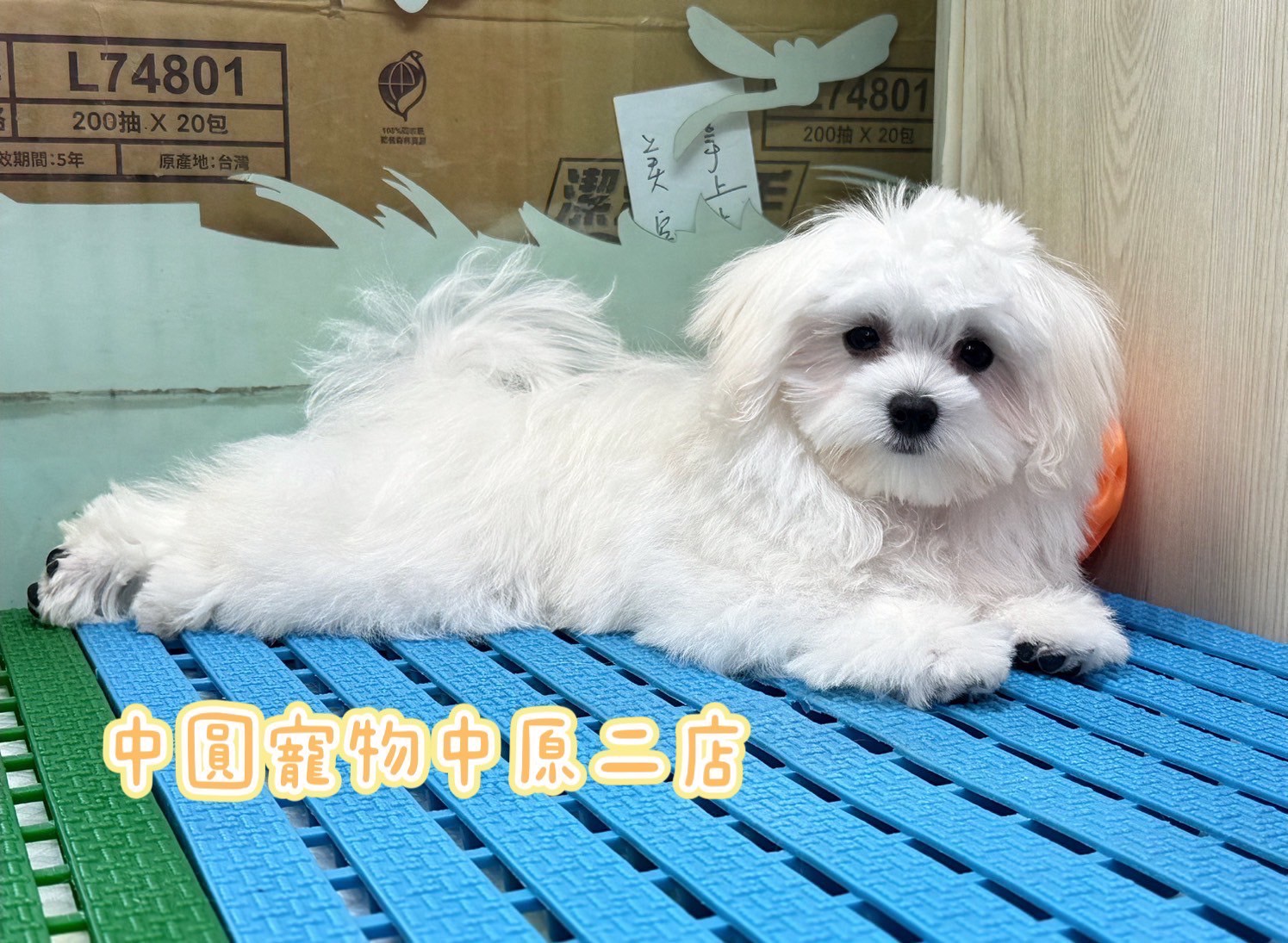 中圓寵物家族／瑪爾濟斯