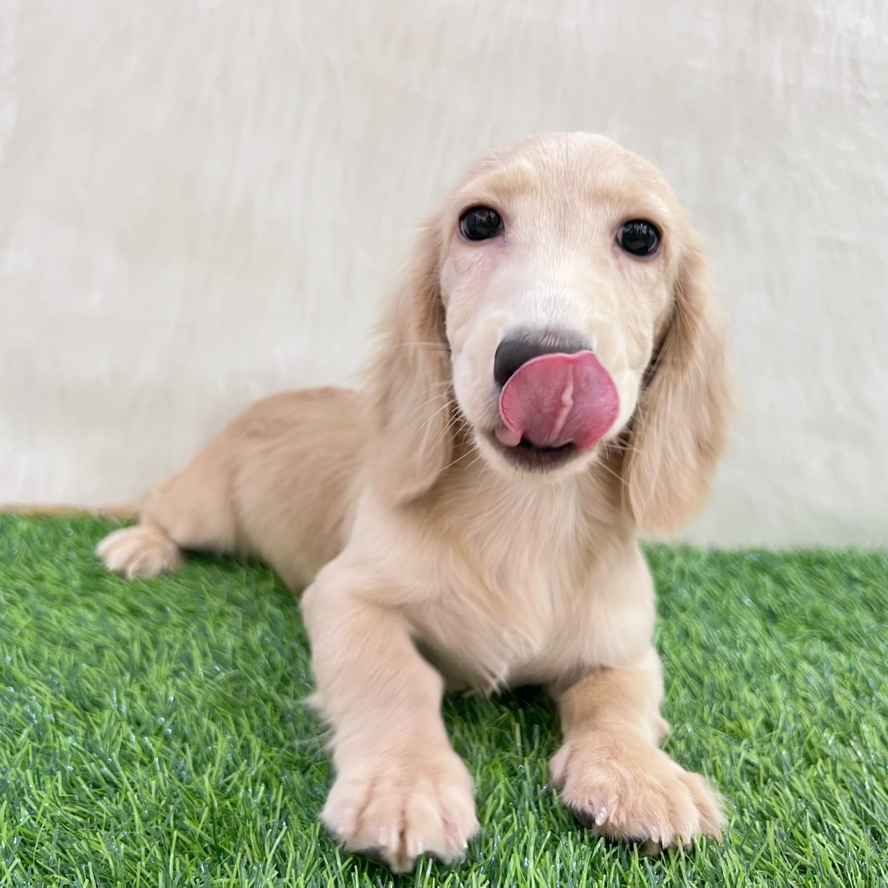 中圓寵物家族／奶油長毛臘腸