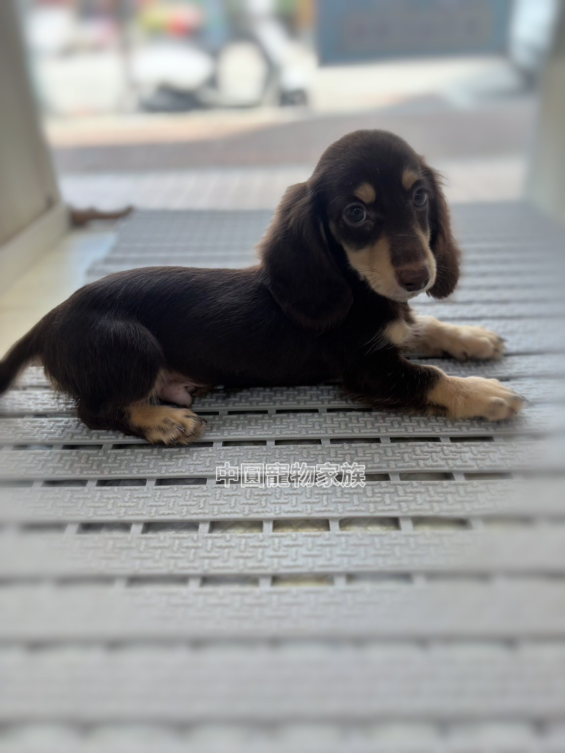 中圓寵物家族／巧奶長毛臘腸