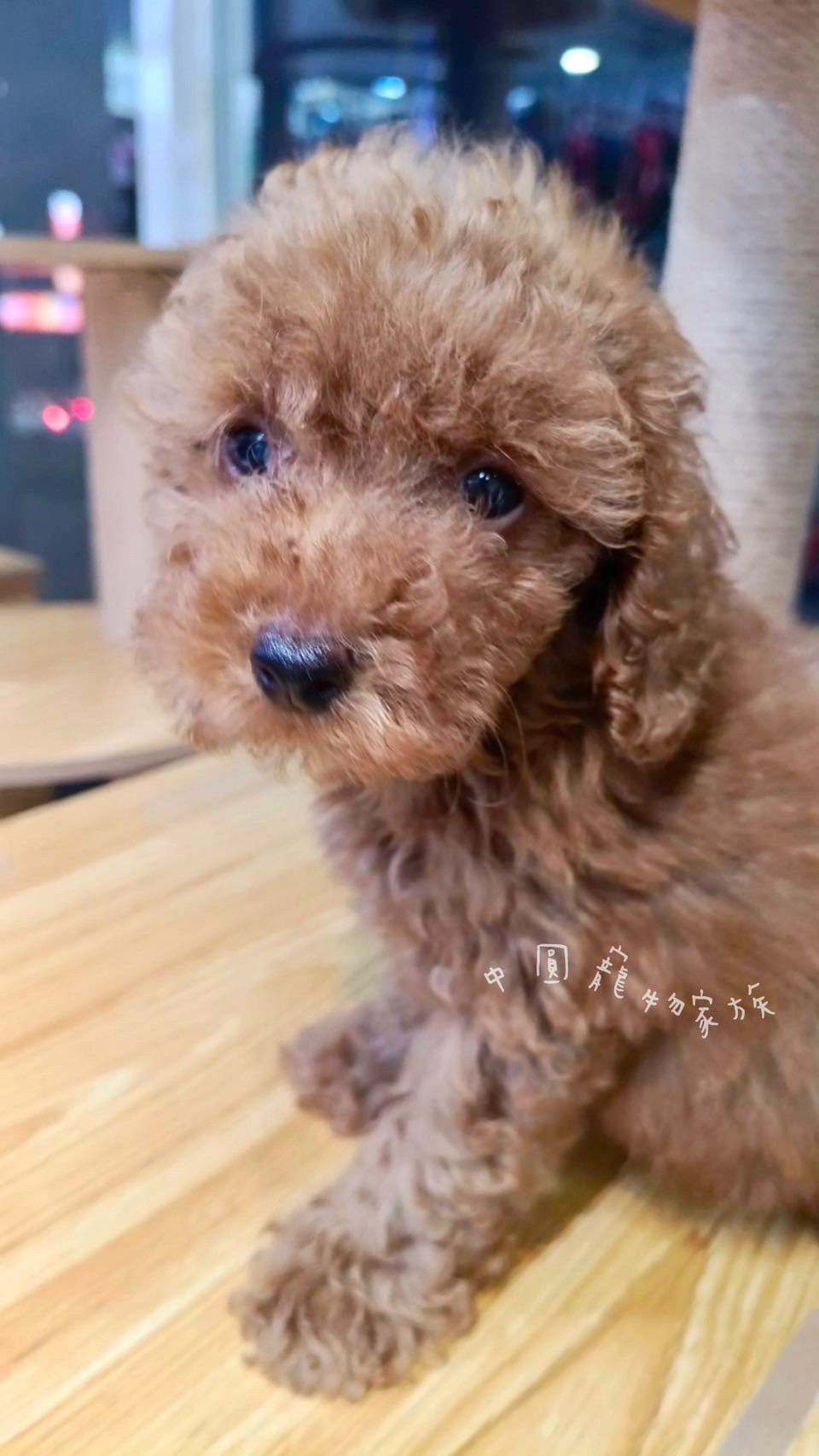 中圓寵物家族／紅色貴賓犬