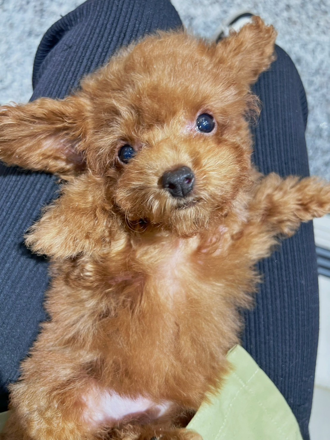 中圓寵物家族／紅色貴賓犬