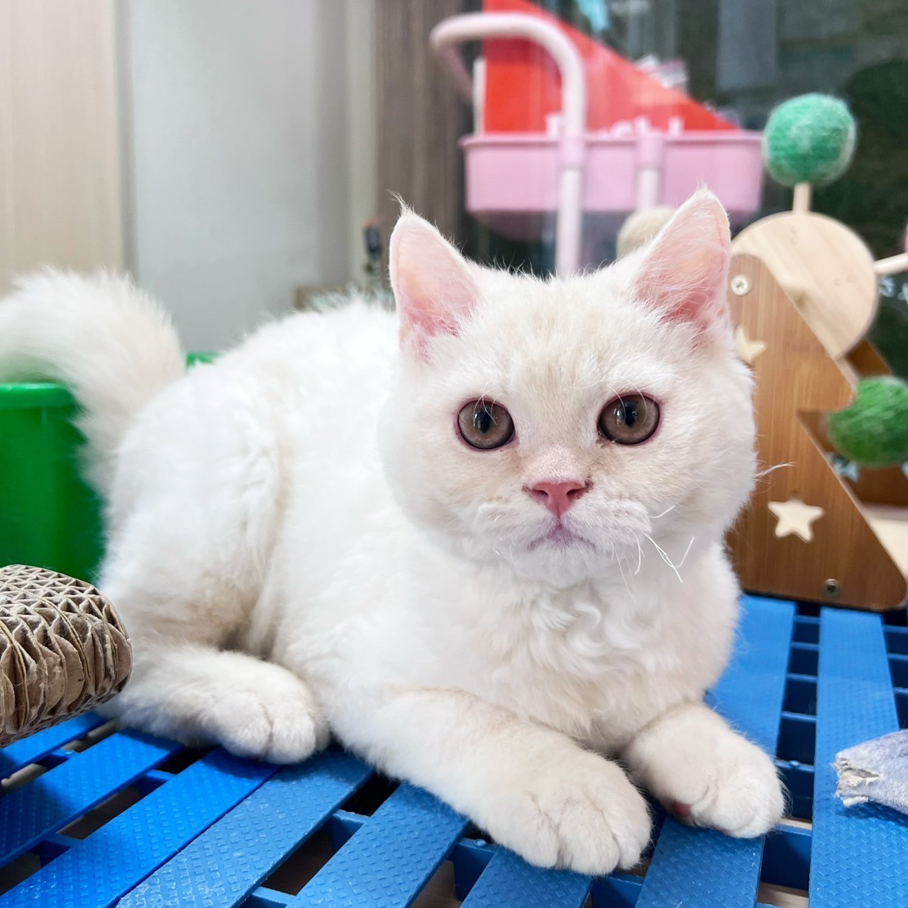 中圓寵物家族／凱米爾賽爾凱克羊毛貓