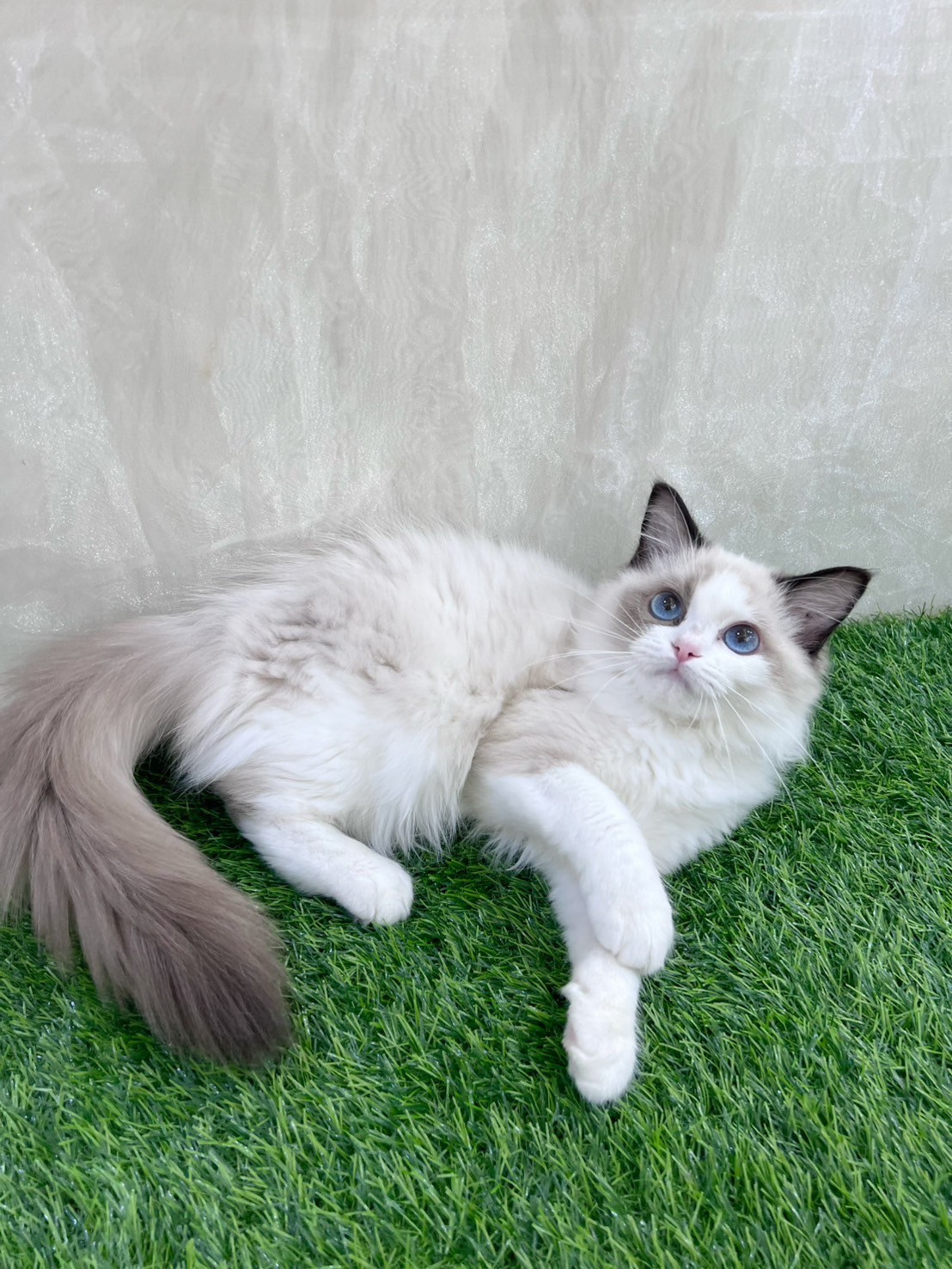 中圓寵物家族／海豹雙布偶