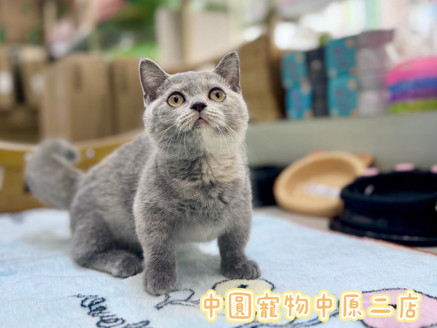 中圓寵物家族／藍奶曼赤肯