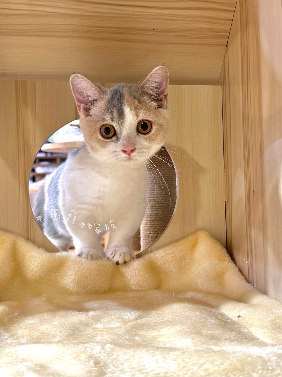 中圓寵物家族／三花曼赤肯