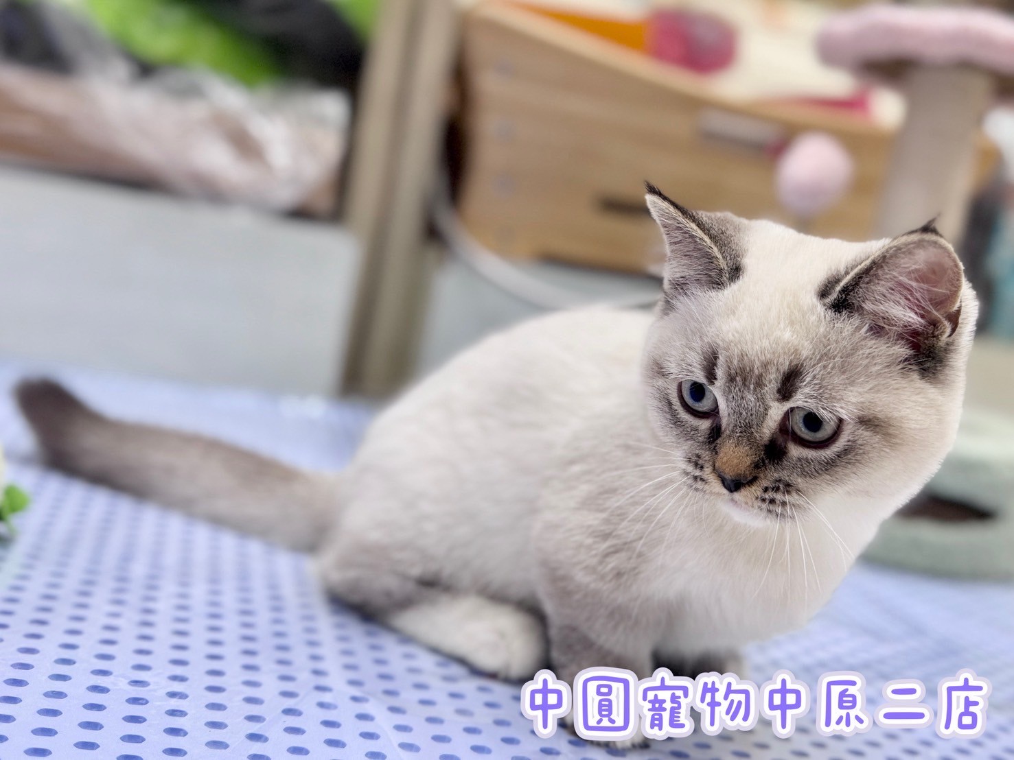 中圓寵物家族／藍重點曼赤肯