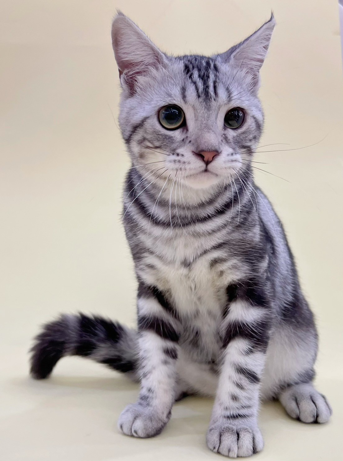 中圓寵物家族／銀白色美國短毛貓