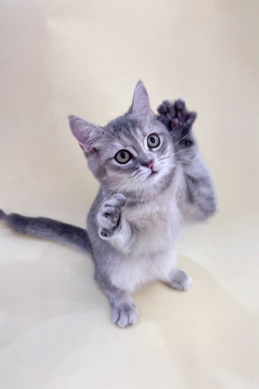 中圓寵物家族／藍金英國短毛貓