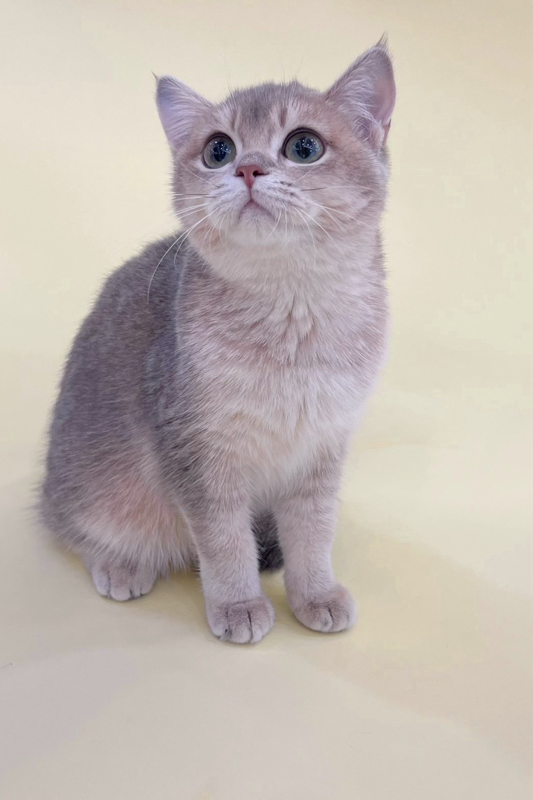 中圓寵物家族／藍金漸層英國短毛貓