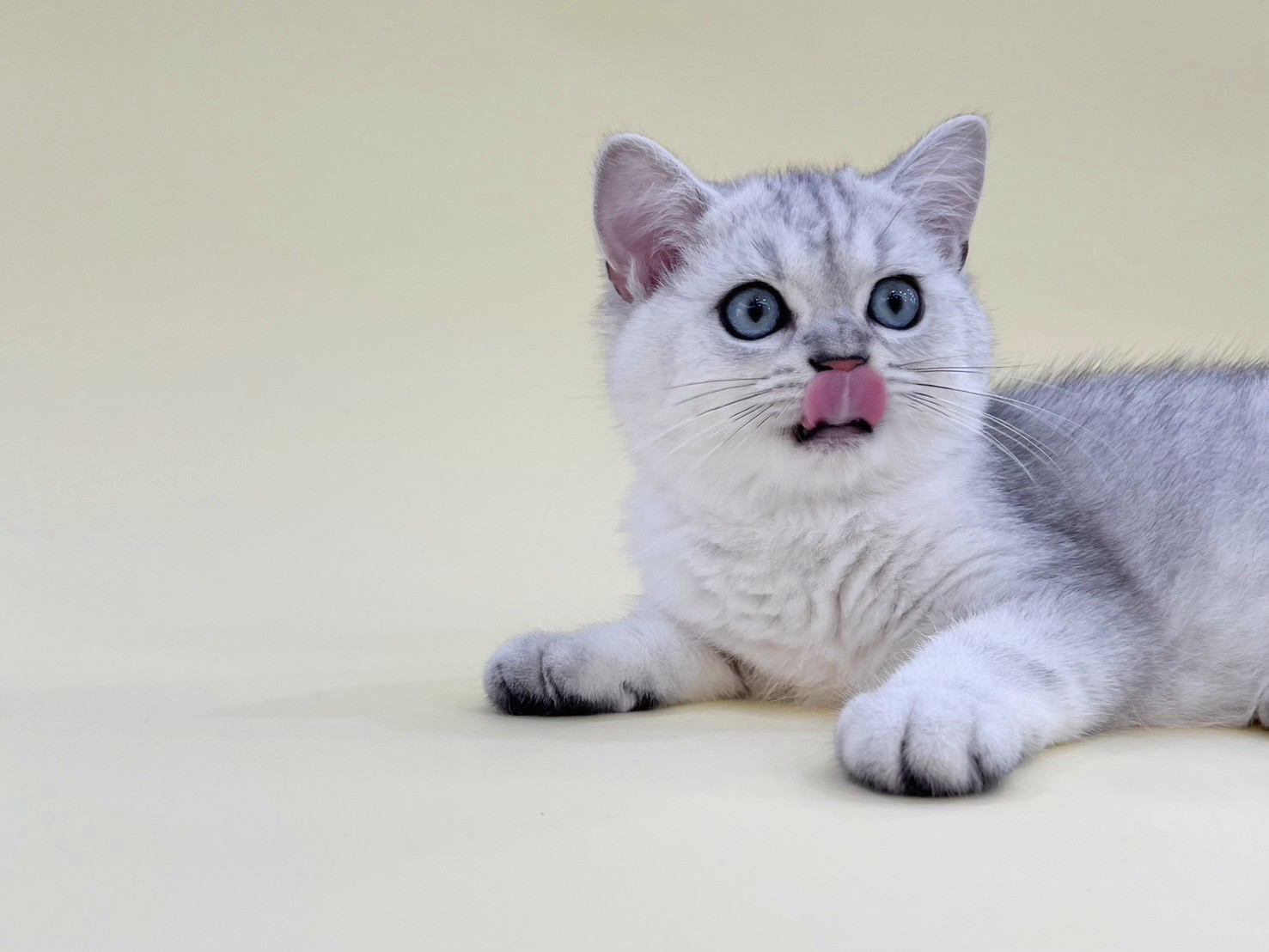 中圓寵物家族／銀漸層英國短毛貓