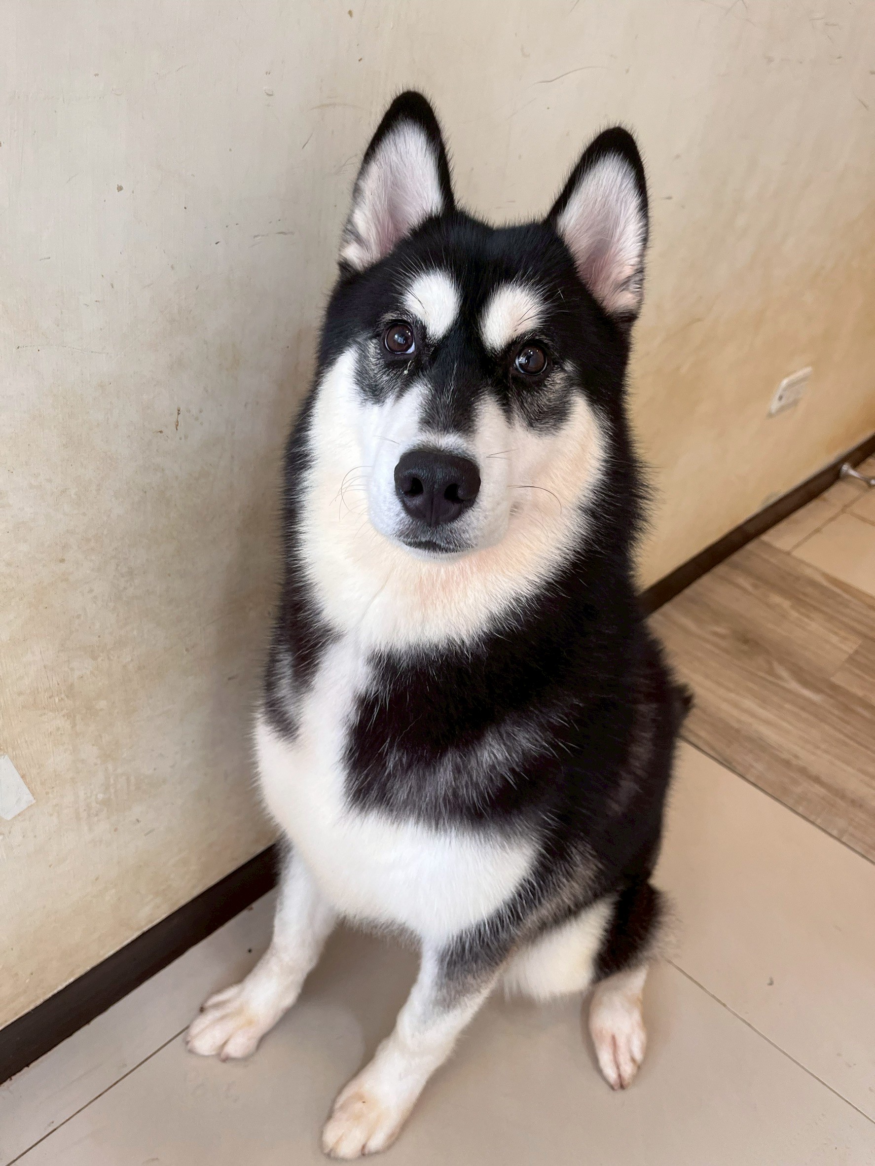 中華民國寵物福利品質永續經營協會／黑白色哈士奇