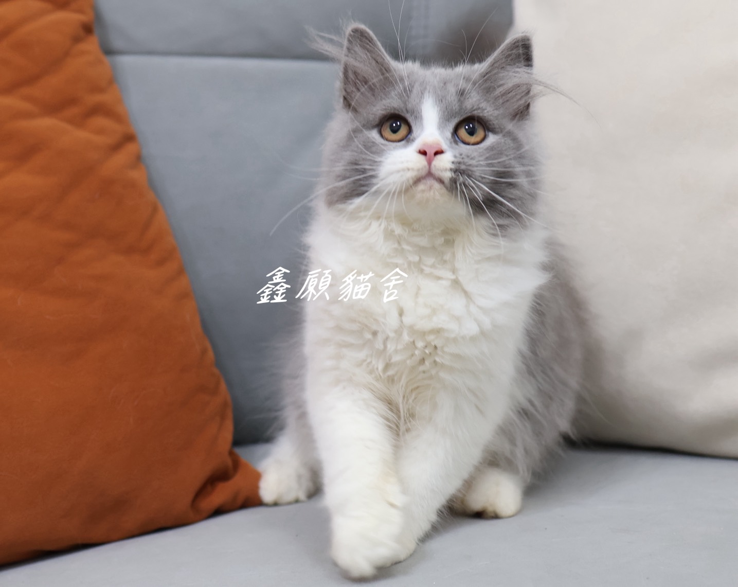 鑫願貓舍／藍白賓士英國長毛貓