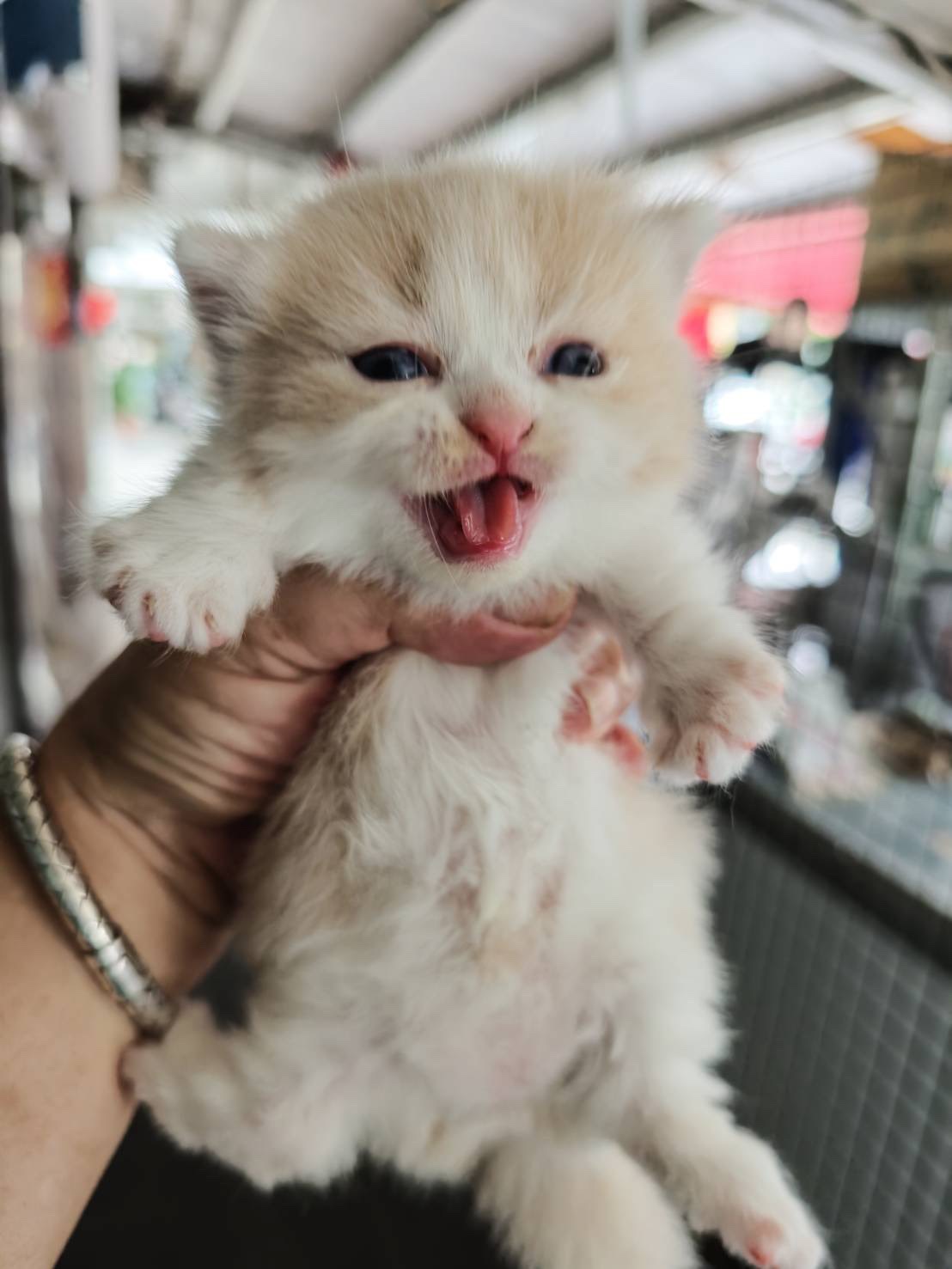 天使貓園／奶油賓士曼赤肯