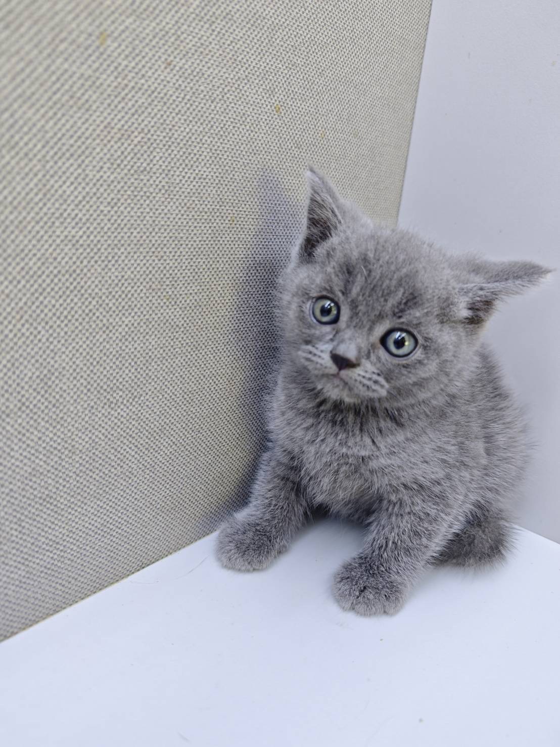 天使貓園／藍色英國短毛貓