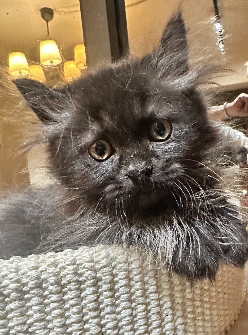 天使貓園／純黑色小步舞曲