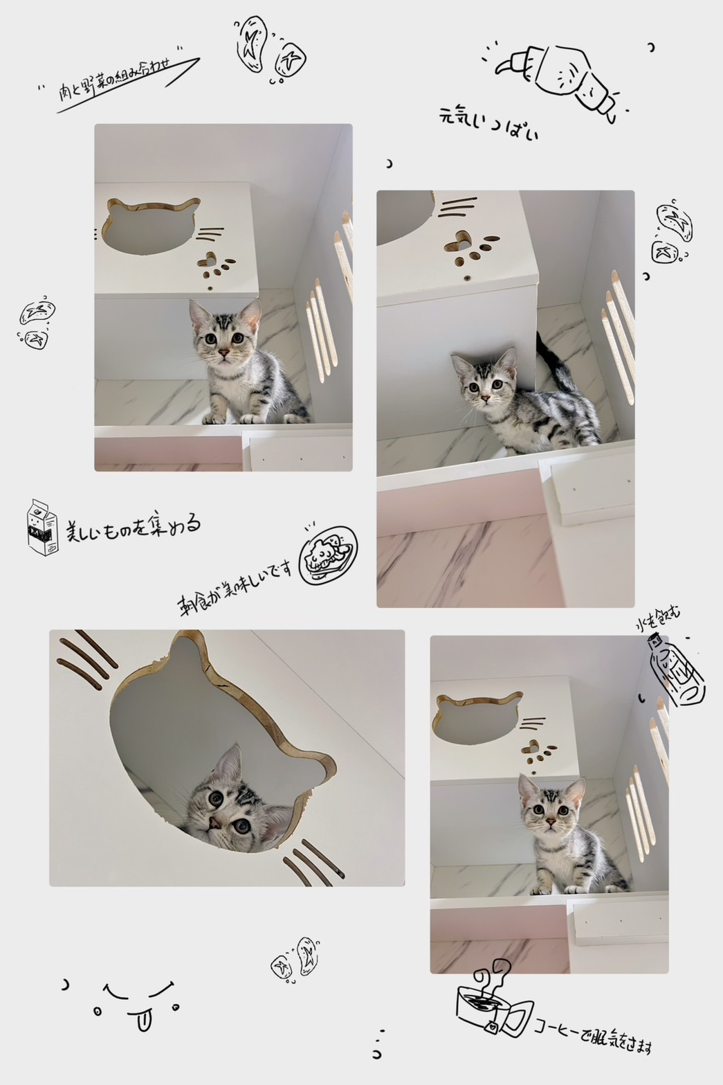 布魯斯貓舍／銀白螺旋紋美國短毛貓