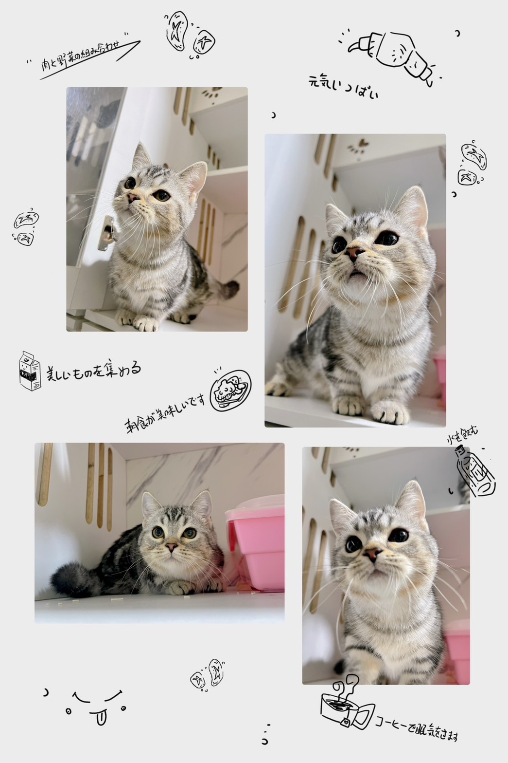 布魯斯貓舍／美短紋曼赤肯